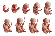 Embryo human fetus unborn set, an Object Graphic by ARTYuSTUDIO