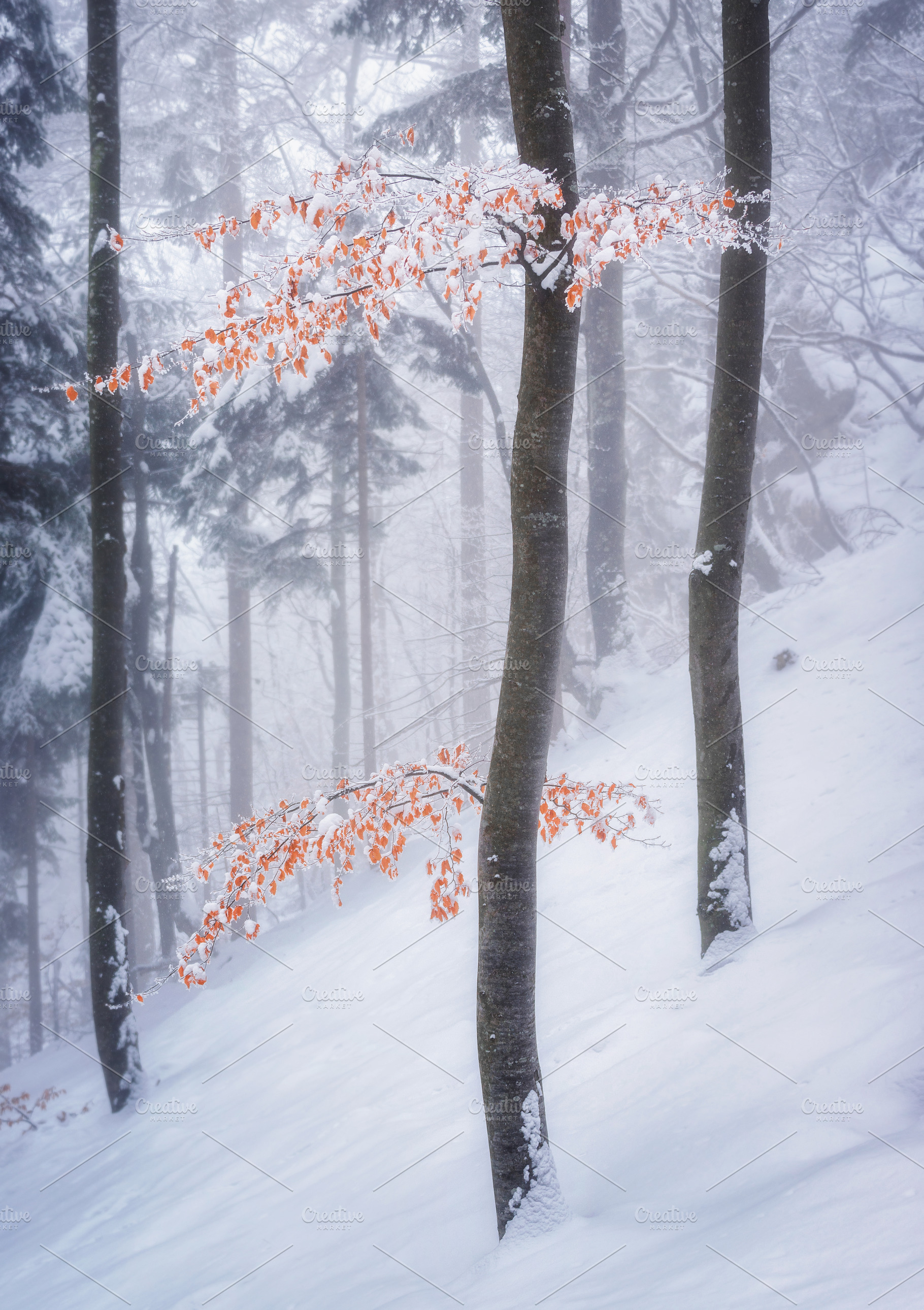 Birch tree in the winter forest stock photo containing autumn and background, a Nature Photo by Dreamy Pixel