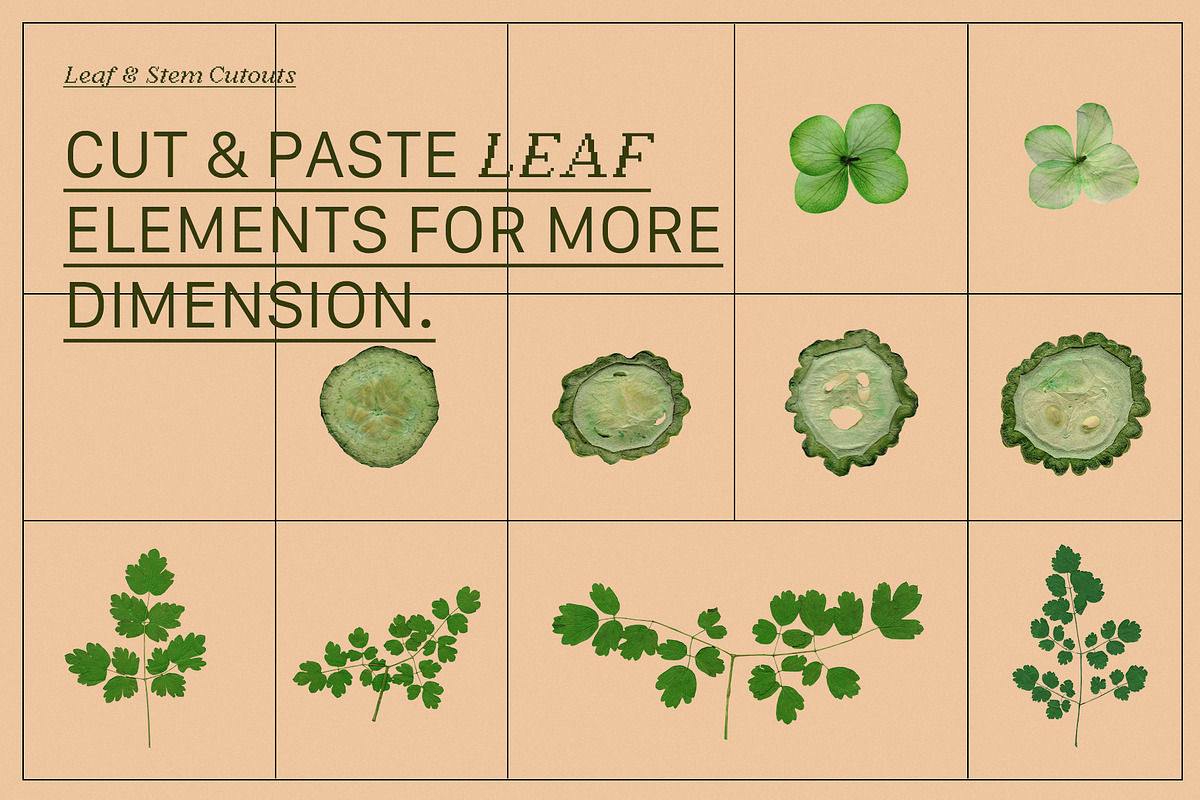 PRESSED BOTANY Floral & Fruit Cutout, an Object Graphic by Desert Poetic (Photo 9 of 10)