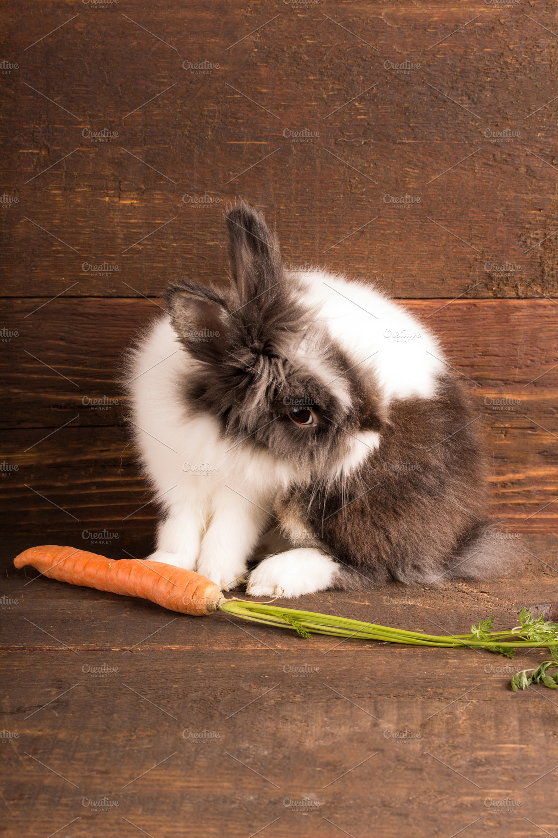 Rabbit with carot featuring rabbit, carrot, and white, a Holiday Photo by peterzsuzsa