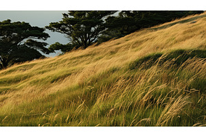 nature brown grass ai generated, a Background Photo by pikepicture
