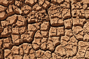 Cracked Mud
