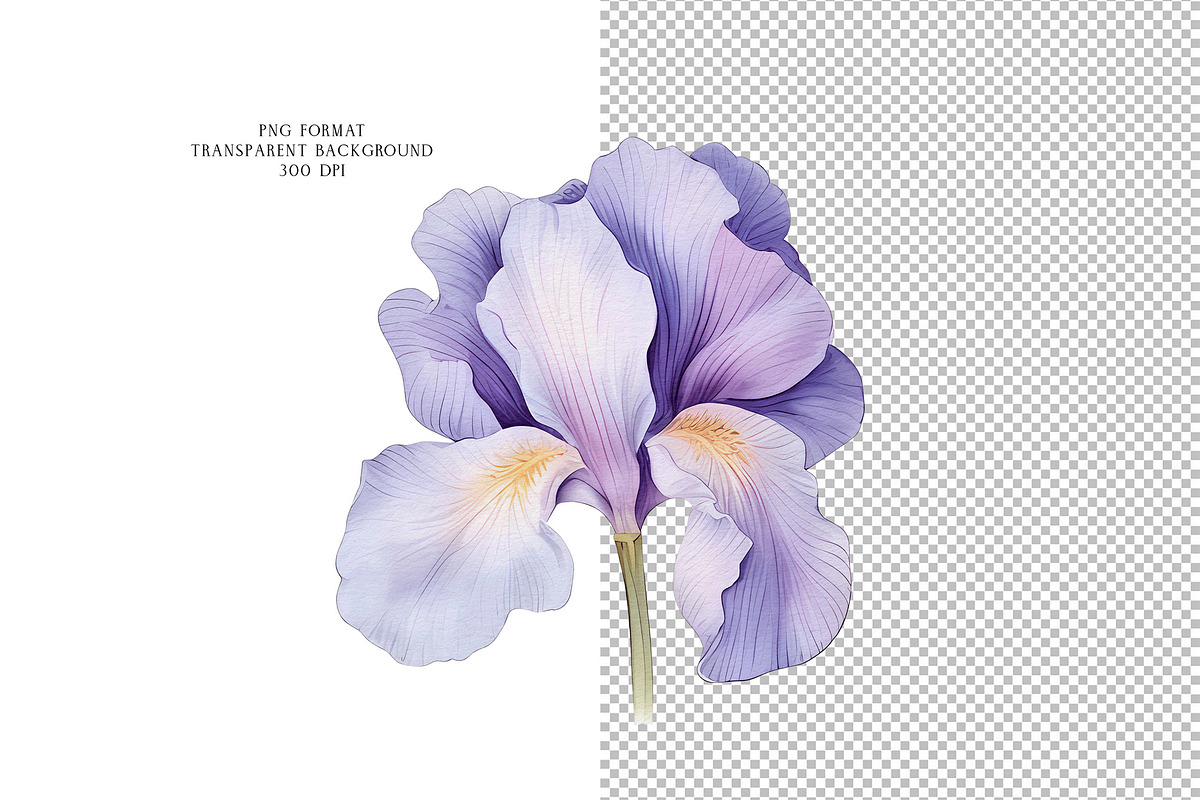 Iris Flowers, a Decorative Illustration by Vasmila (Photo 7 of 9)