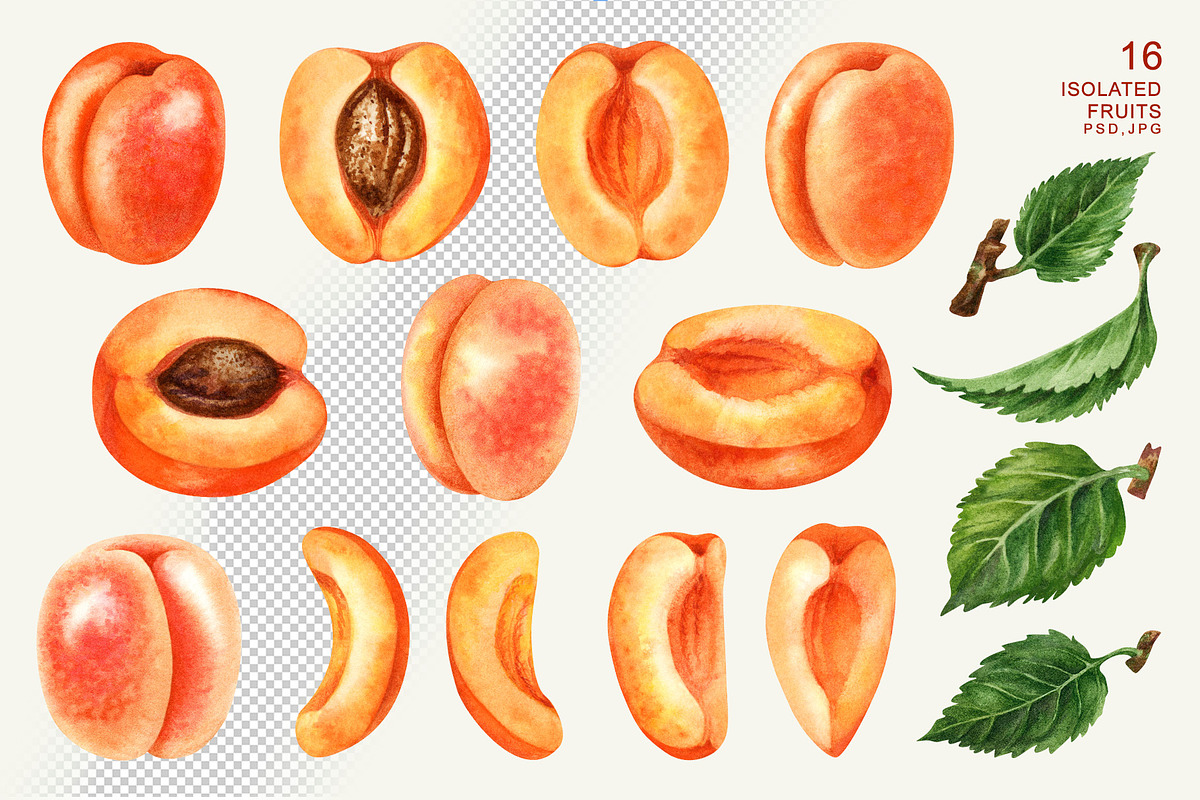 Apricot Fruits & Flowers, watercolor, a Food Illustration by EL_SUHOVA (Photo 2 of 17)