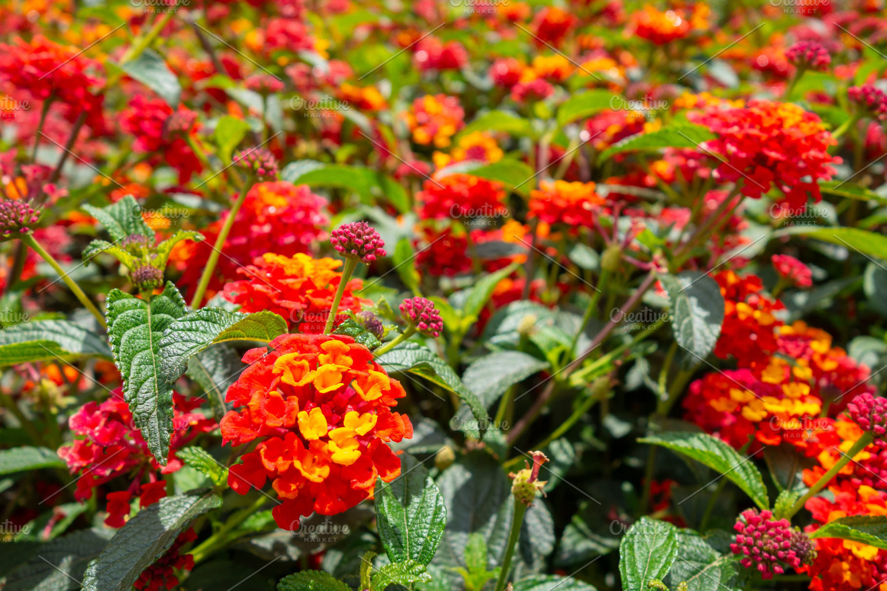 Bright lantana flowers in vibrant red and orange amidst lush gre, a Nature Photo by GoodGoods