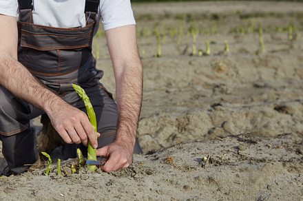 Farmer cutting green asparagus sprouts in the field