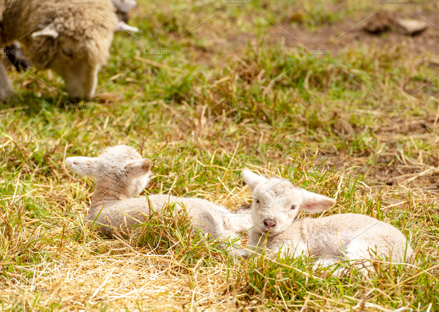 Lambs In Field, an Animal Photo by THP Creative