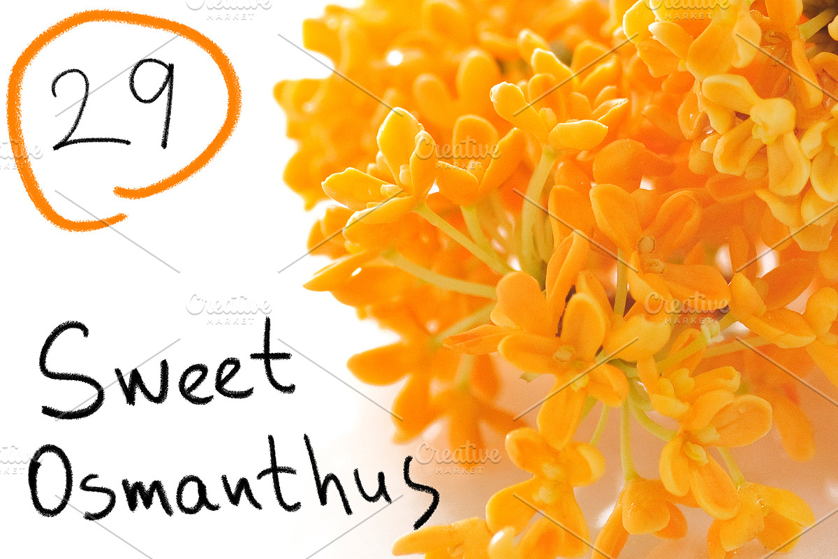 29 Sweet Osmanthus photos, a Nature Photo by Pullia (Photo 1 of 5)
