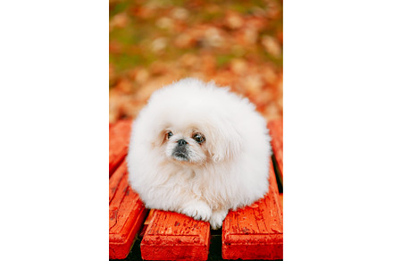 White Pekingese Pekinese Peke Whelp, an Animal Photo by Our Amazing World
