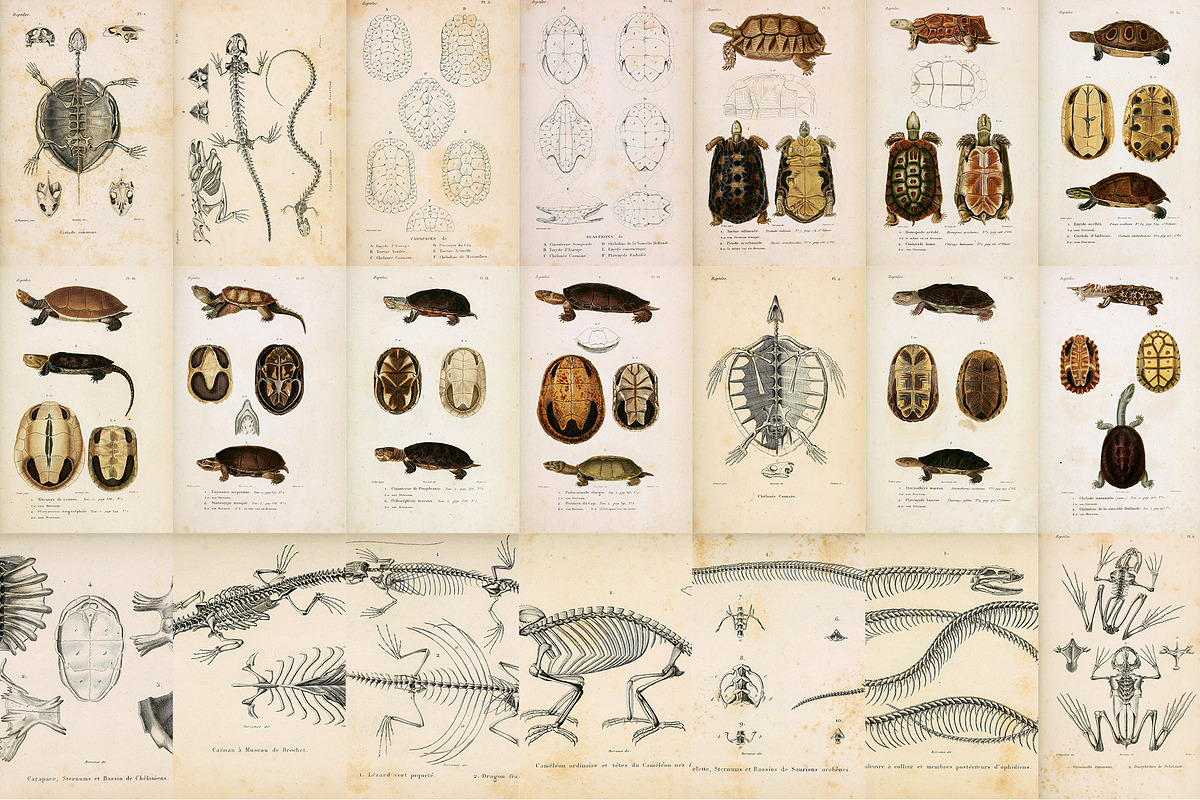 Complete Natural History of Reptiles, an Animal Illustration by Dene Studios (Photo 11 of 11)