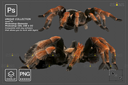 Spider Photoshop overlays, an Object Graphic by 2SUNS (Thumbnail 4 of 9)