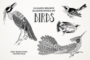 Hand Drawn Illustrations of Birds, an Animal Illustration by Franzi draws (Thumbnail 1 of 5)