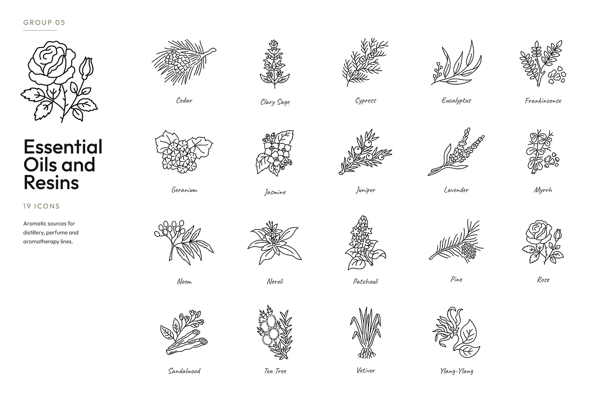 180 Botanical Ingredient Line Icons, an Outline Icon by Ilia Design (Photo 6 of 13)