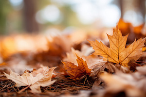 Dry autumn maple leaves on ground, a Nature Photo by MistyDay
