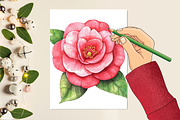 Camellia Flower Bloom Clipart, an Illustration by Rose Art (Thumbnail 5 of 6)