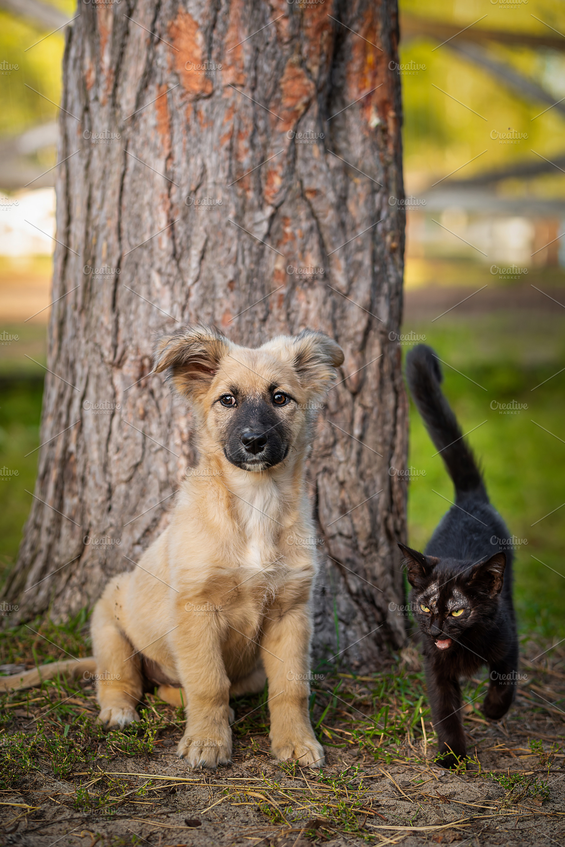 couple of friends a cat and a dog ru, an Animal Photo by AlexBush