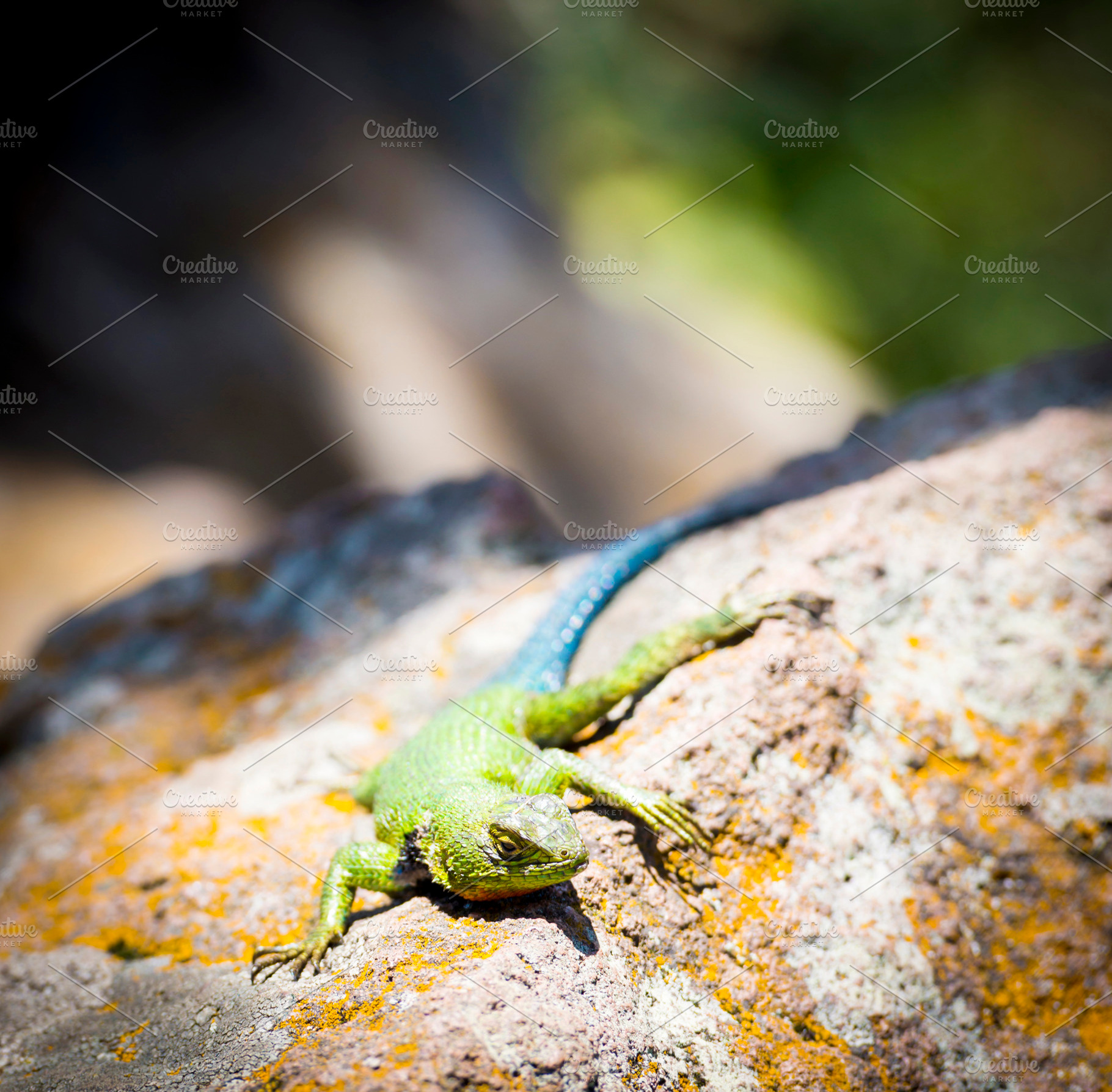 Emerald Swift Lizard, an Animal Photo by THP Creative