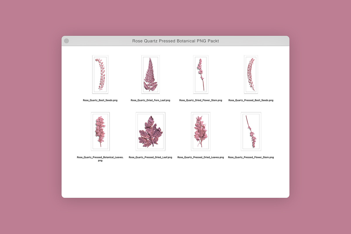 Rose Quartz Pressed Botanical PNG, an Object Graphic by Custom Scene (Photo 3 of 8)