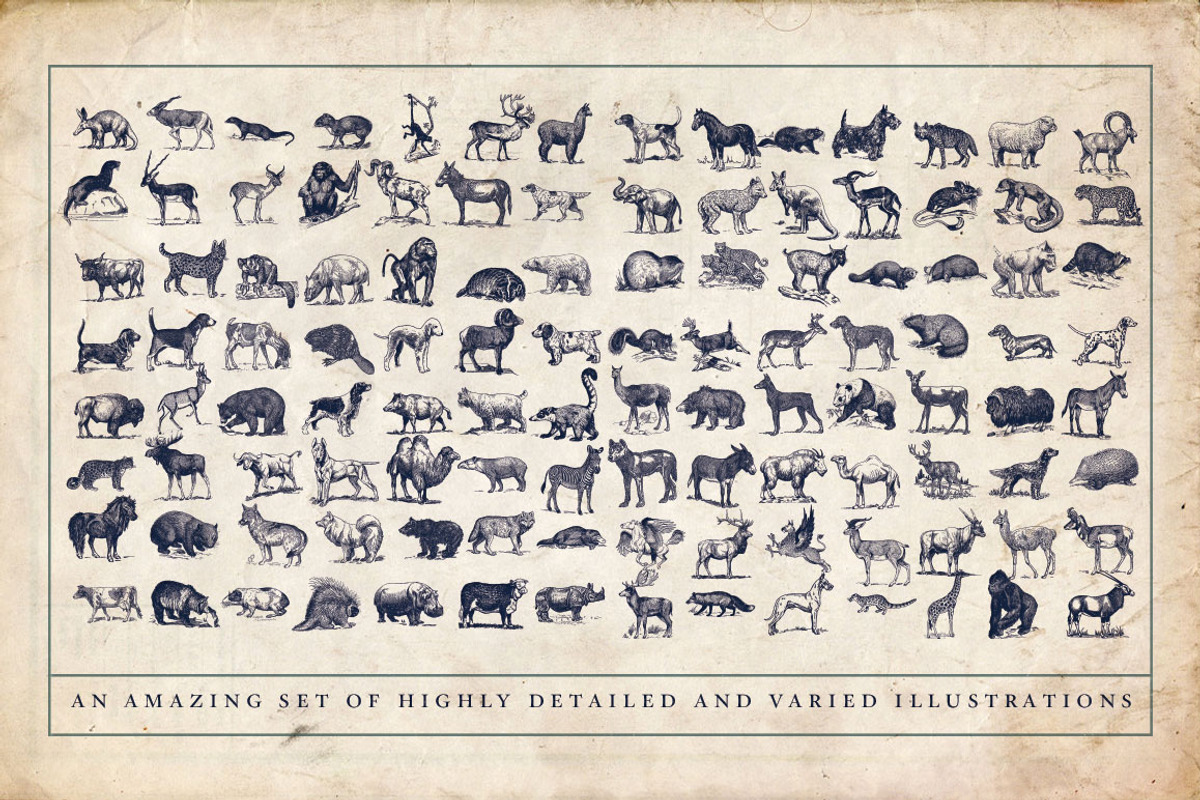 Zoology Animal Illustrations, an Animal Illustration by BlackBird Foundry (Photo 2 of 3)