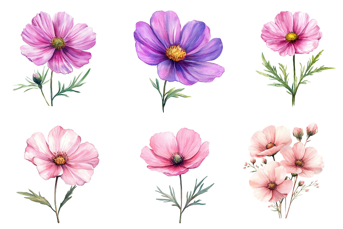 Watercolor Cosmos Flower Clipart, an Illustration by Dream Creation (Photo 5 of 7)