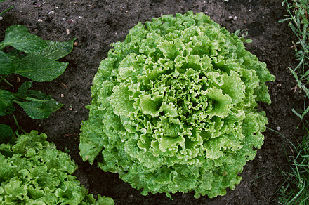 Fresh green salad featuring salad, green salad, and organic food