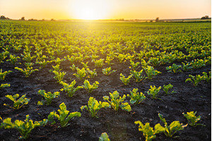 Young sugar beet plants growing in, a Nature Photo by volodymyrshtun13795