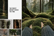 Forest Stock Photos | Moody Woodland, a Nature Photo by Tale.Haus (Thumbnail 3 of 20)