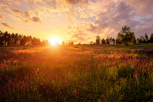Golden sunset panorama over a lush green meadow filled with vibr, a Nature Photo by Eugene_Photo