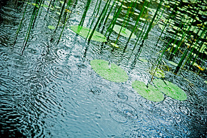Rain on Pond, a Nature Photo by THP Creative