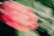 FlowerBloom 3 - Fine Art Photography, an Abstract Photo by Marie Dumora (Thumbnail 5 of 5)