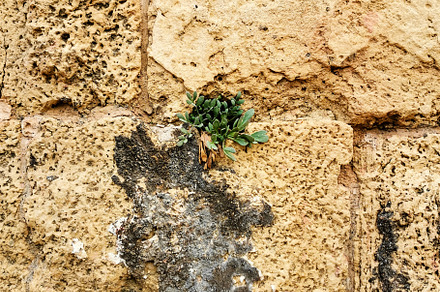 Old natural limestone wall, a Background Photo by Elena Vagengeim