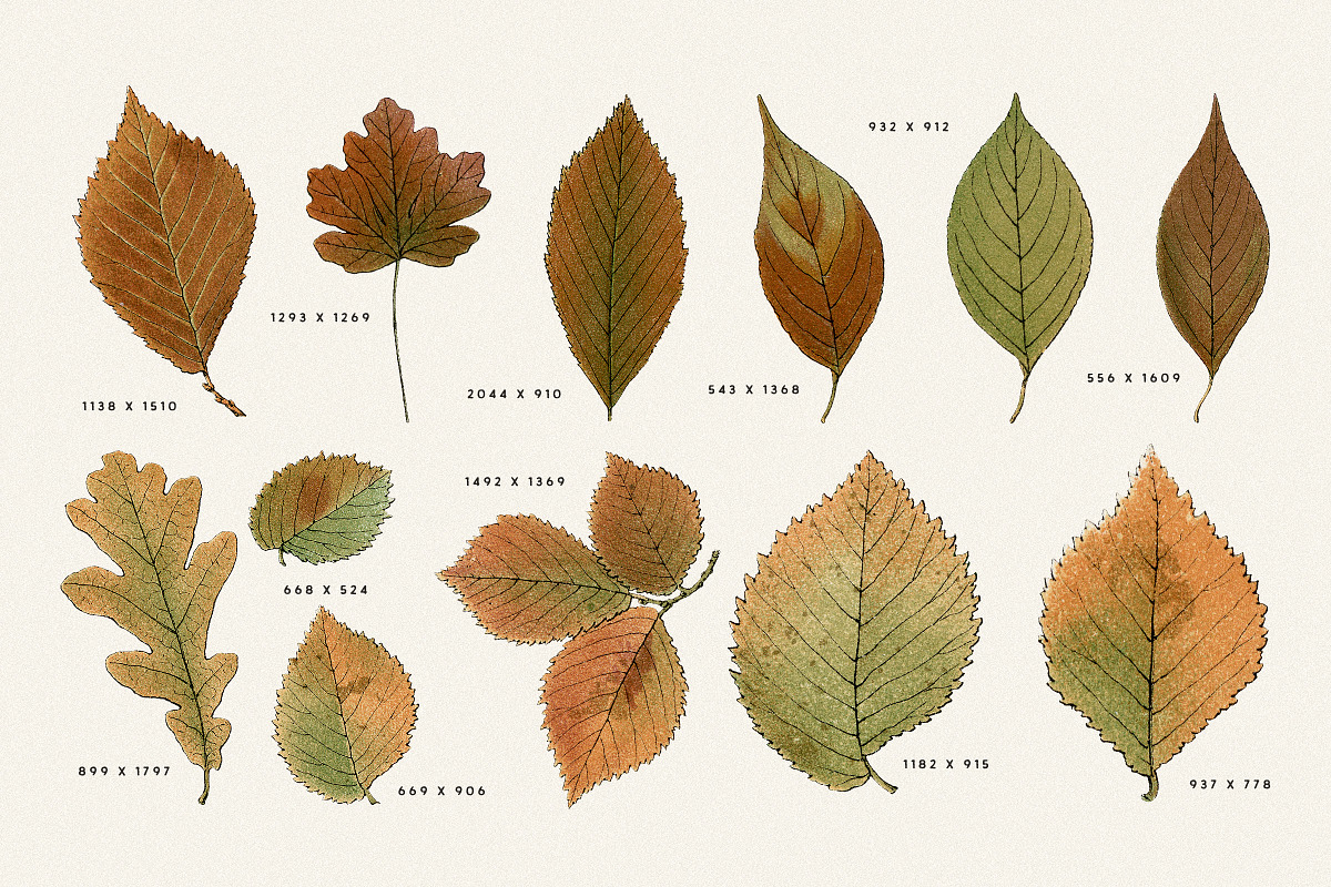 Autumn Leaves Clipart - 59 Images, an Object Illustration by Century Library (Photo 10 of 10)