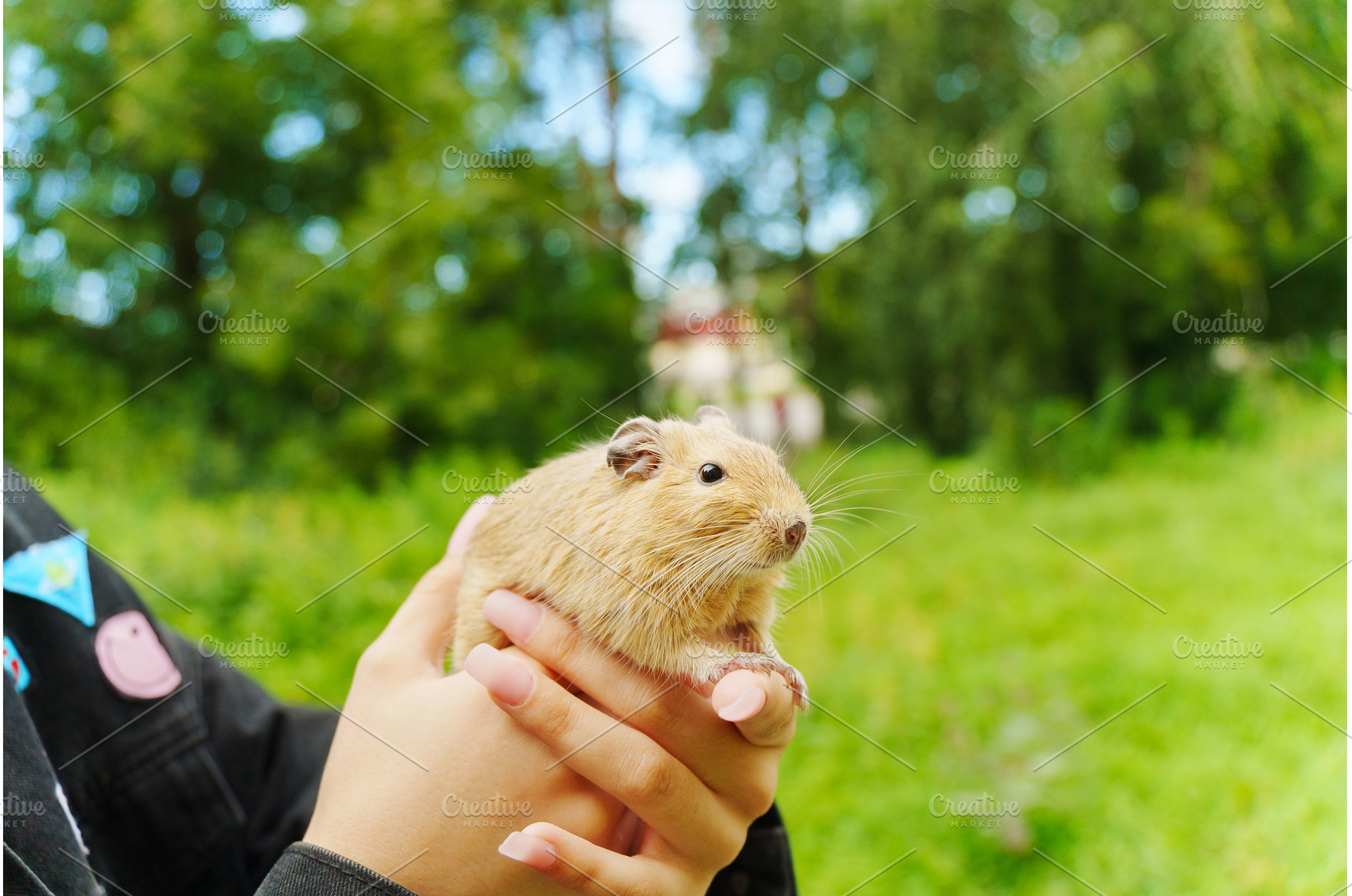 A lively pet squirrel sits, an Animal Photo by darksoul72