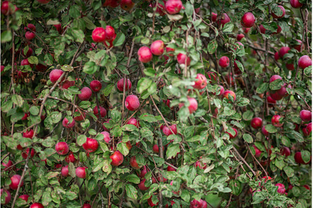 Ripe red apples Orlik on a green