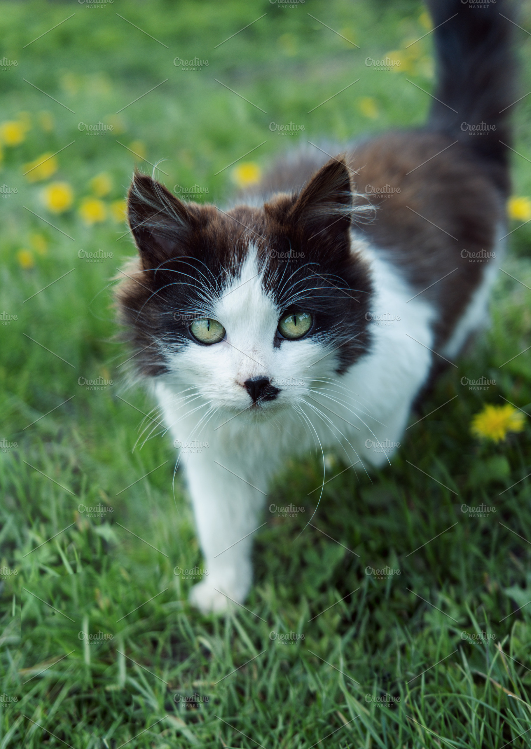 White and black cat walking in green summer garden, an Animal Photo by Olena Rudo