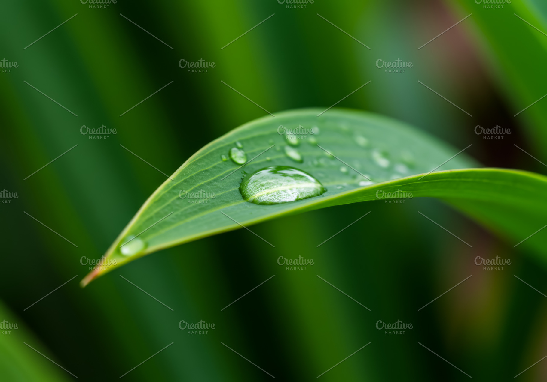 Fresh water droplets on a green leaf, a Nature Photo by professorinc