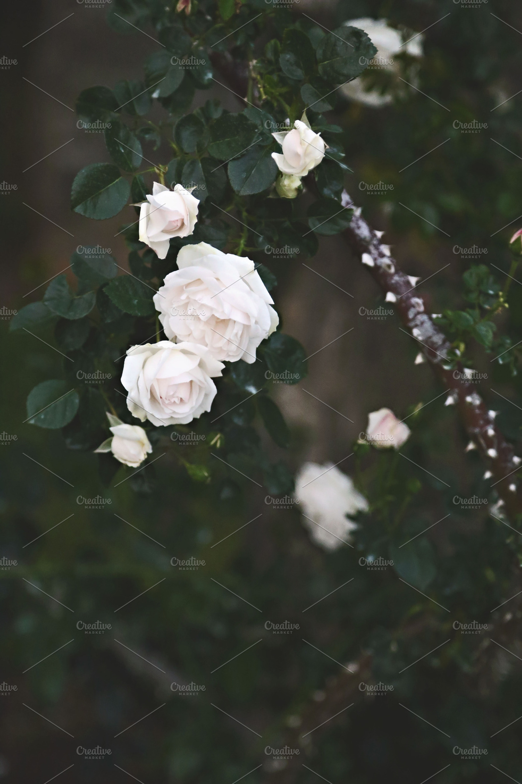 Rose garden featuring rose, floral, and flower, a Nature Photo by BrightShadow Photo Art