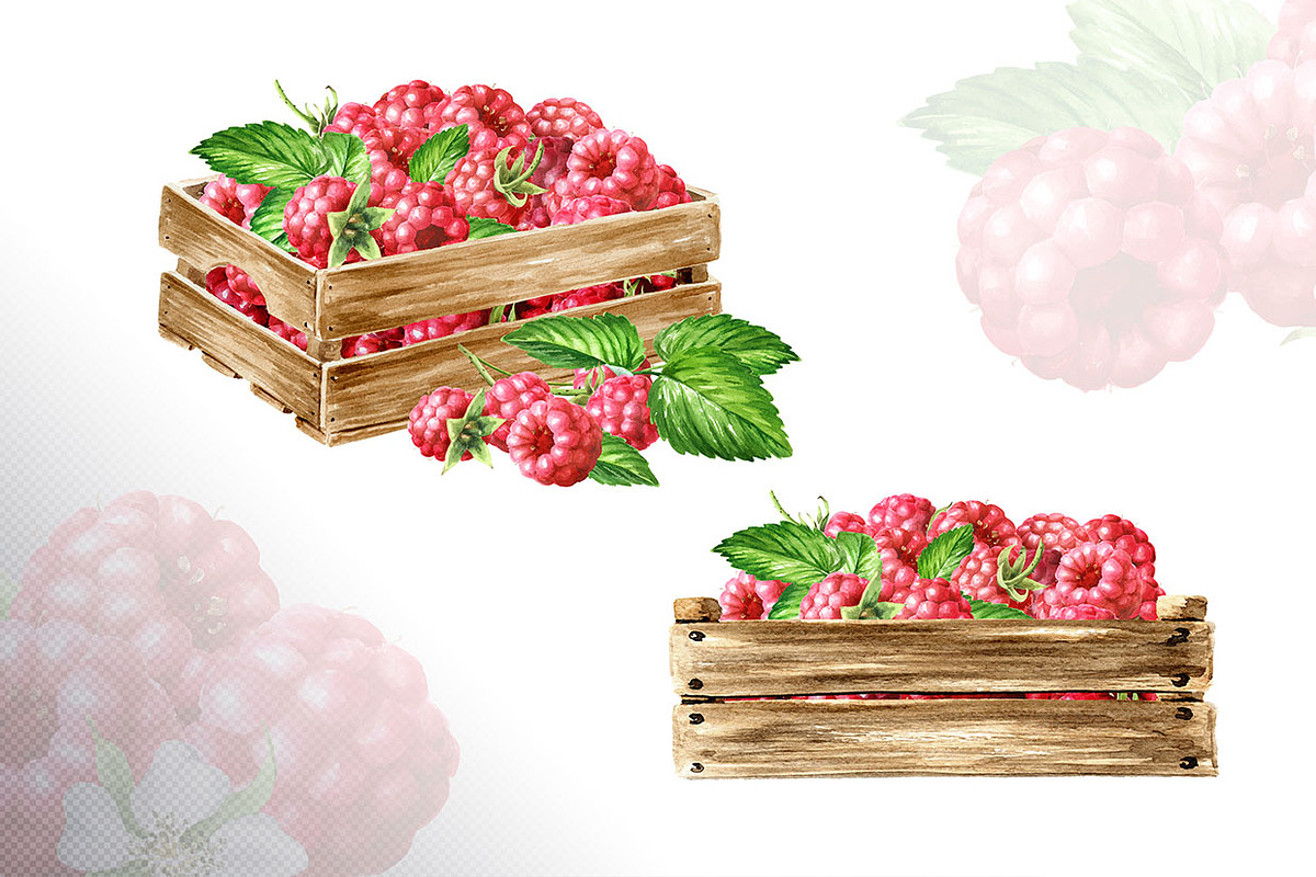 Summer Raspberries. Watercolor set, a Food Illustration by Daria Ustiugova (Photo 23 of 26)