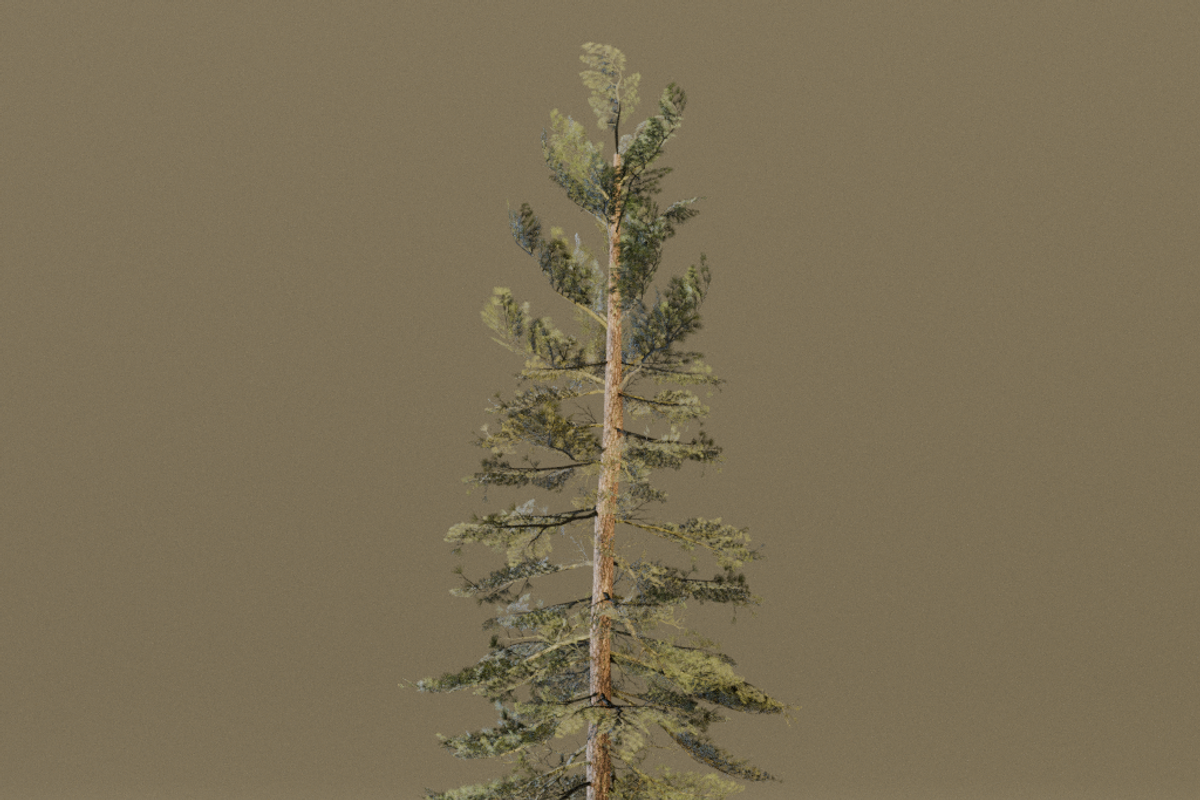 The Scots Pine Tree, a Plants & Tree 3D Model by FuturePastCreatives (Photo 7 of 8)