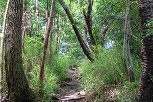 Forest trail in Genjiyama Park in Kamakura, Japan in summer, a Nature Photo by GoodGoods