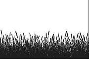 Rustic Wheat Field Vector Borders, an Illustration by hafijul (Thumbnail 7 of 9)