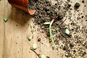 Spilled pot with soil and plants, a Nature Photo by DanFLCreativo