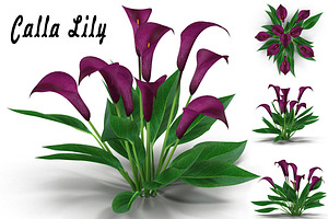 Calla Lily Burgundy