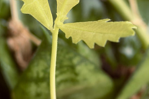 A close-up of a young green plant with delicate leaves, surrounded by other fol, an Industrial Photo by Textures & Backgrounds
