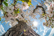 98 Trees view from below, a Nature Photo by Handmadefont (Thumbnail 31 of 98)