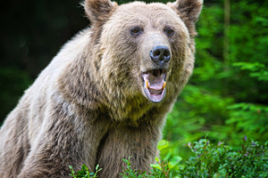 Brown bear with open mouth and visible teeth, standing in a natu