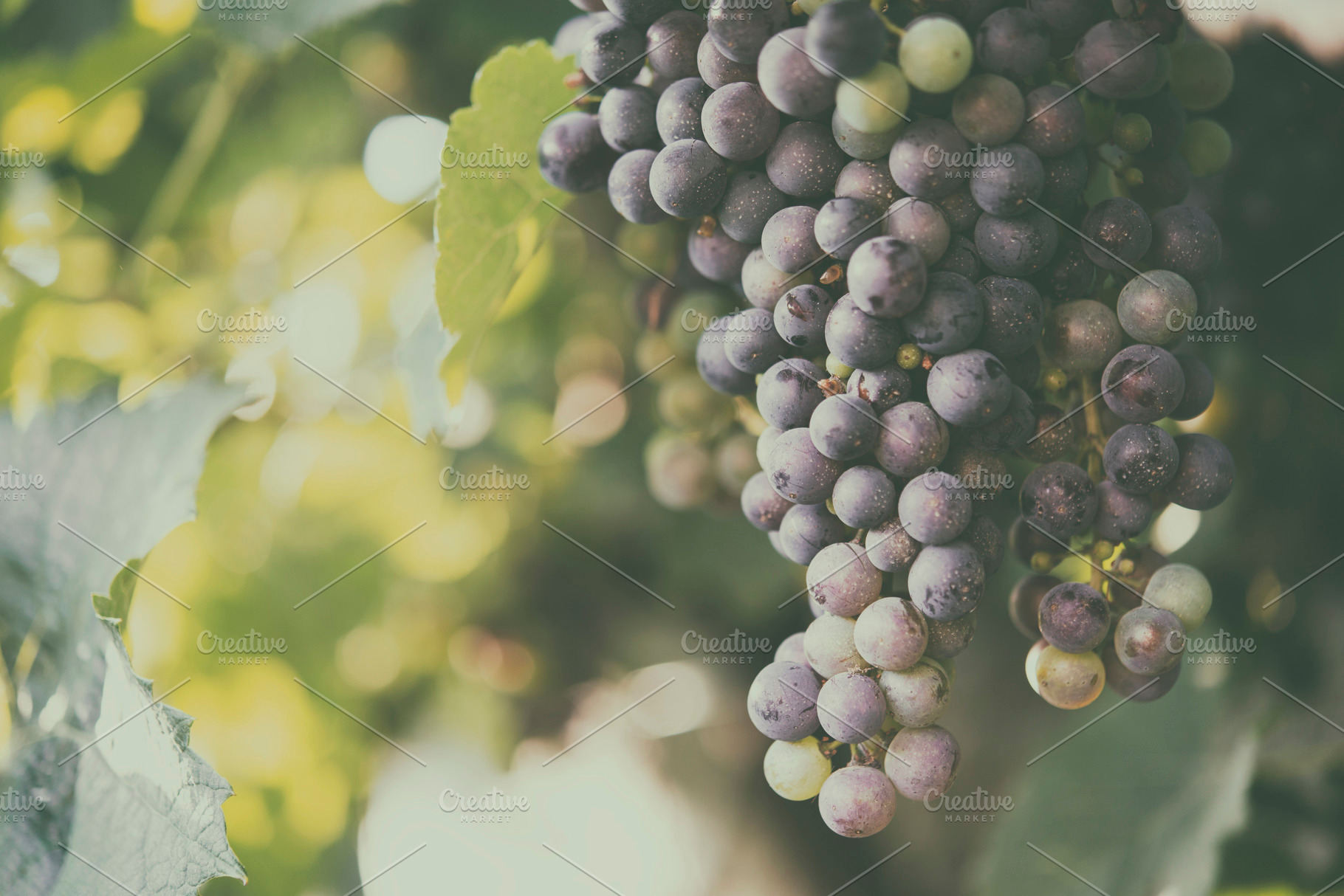 Vineyards at sunset ripe grapes in containing agriculture, autumn, and, a Food & Drink Photo by DalaiFood