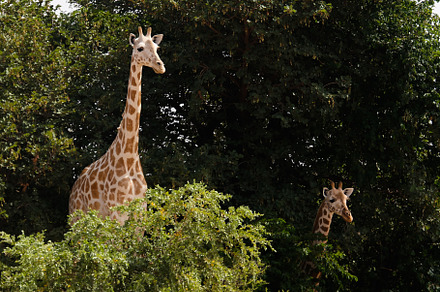 Giraffe family in Koure Giraffe Reserve, Niger, an Animal Photo by Wild, Wild World