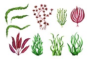 Watercolor Sea life, an Animal Illustration by Color_Brush (Thumbnail 3 of 9)