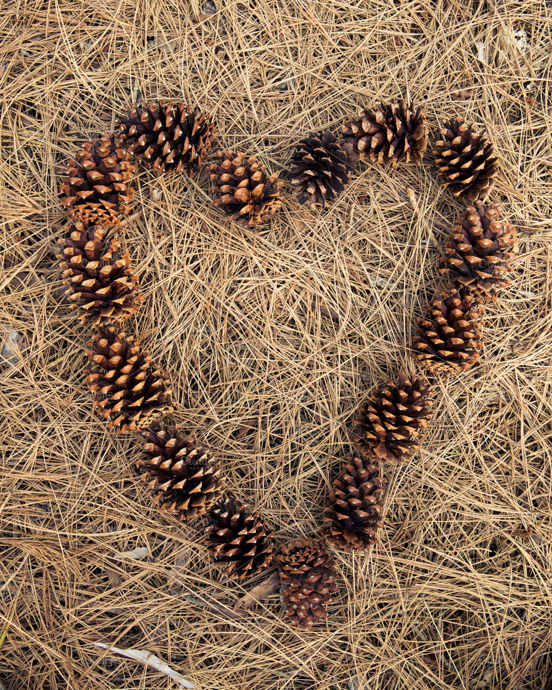 Pine Cone Heart Frame, a Nature Photo by SheriVan Wert Photography